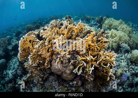 Una colonia di corallo di fuoco cresce in acque poco profonde vicino Alor, Indonesia. Questa remota regione è nota per le sue belle barriere coralline e spec Foto Stock