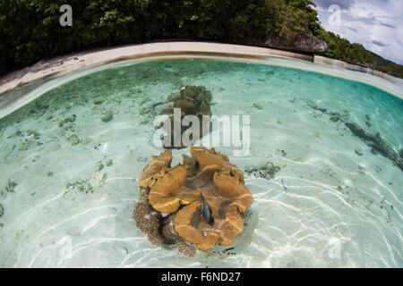 Molluschi giganti (Tridacna gigas) crescere in acqua poco profonda in Raja Ampat, Indonesia. Questa remota regione è nota per le sue belle scogliere Foto Stock