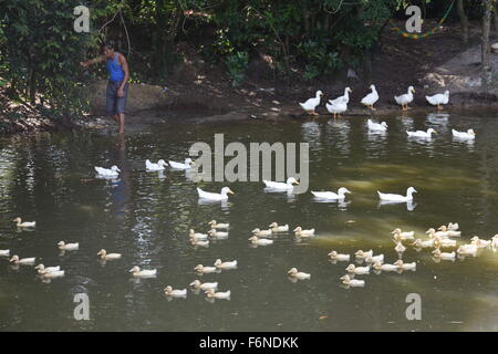 Qionghai. 17 Nov, 2015. Foto scattata il 9 novembre 17, 2015 mostra anatre nuotare in una piscina in città Tayang, Qionghai città del sud della Cina di Hainan provincia. La gente di Hainan ancora godere della calda temperatura quando la maggior parte delle regioni in Cina immettere l'inverno. © Meng Zhongde/Xinhua/Alamy Live News Foto Stock