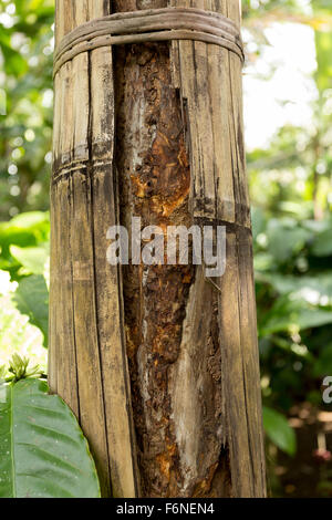 Dettaglio delle spezie cannella albero su di Bali, Indonesia Foto Stock