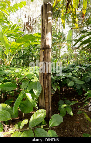 Dettaglio delle spezie cannella albero su di Bali, Indonesia Foto Stock