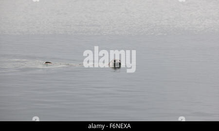 Guarnizioni nuotare nell'oceano Penisola di Vatnsnes Islanda. Foto Stock