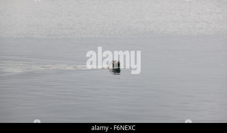 Guarnizioni nuotare nell'oceano Penisola di Vatnsnes Islanda. Foto Stock