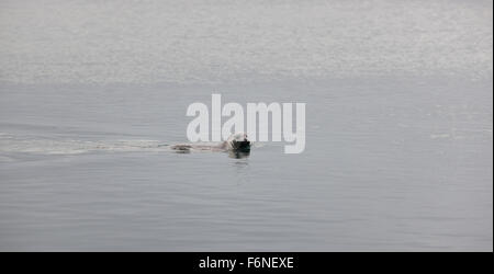 Guarnizioni nuotare nell'oceano Penisola di Vatnsnes Islanda. Foto Stock