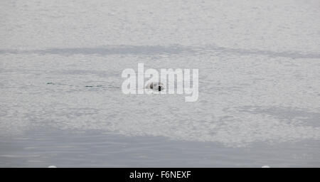 La guarnizione nuotare nell'oceano Penisola di Vatnsnes Islanda. Foto Stock