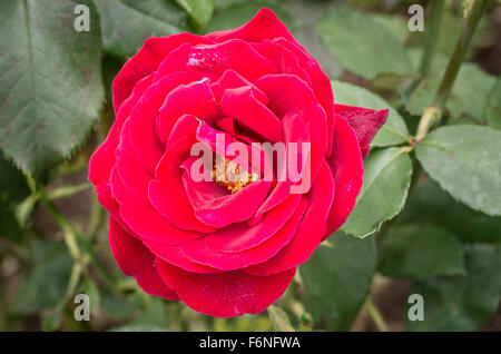 Un eccezionale crimson rose royal Willia Foto Stock