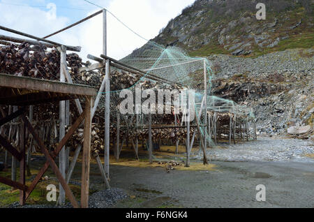 Struttura di baccalà piena di merluzzo e altri pesci appesi ad asciugare nel nord della Norvegia in estate Foto Stock