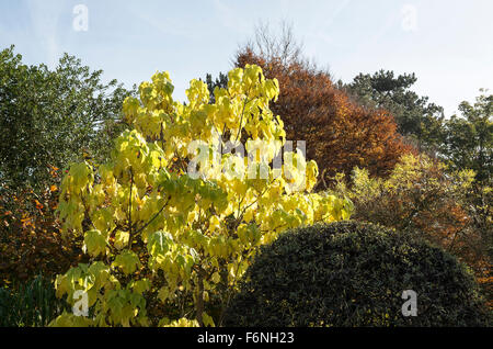 Il fogliame di autunno di gelso in un giardino inglese Foto Stock