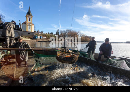Raccolta tradizionale di carpe nei pressi del villaggio Bošilec. Boemia del Sud, pescatori di carpe della Repubblica Ceca Foto Stock