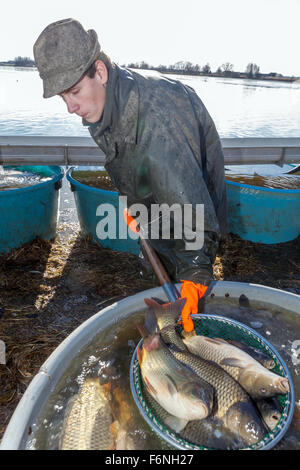 Fisherman le catture di carpe, la tradizionale raccolta di carpa ceca per il mercato di Natale Bosilec stagno. Boemia del Sud, Repubblica Ceca Foto Stock