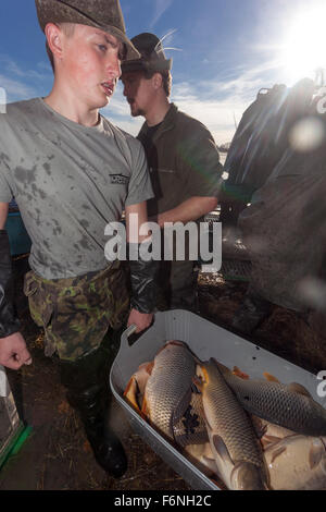 Fisherman le catture di carpe, la tradizionale raccolta di carpa ceca per il mercato di Natale Bosilec stagno. Boemia del Sud, Repubblica Ceca Foto Stock