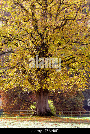 Al woodlands edge - un albero solitario - baldacchino di sfumature autunnali - tappeto di foglie cadute - luce solare inclinata - ombre Foto Stock