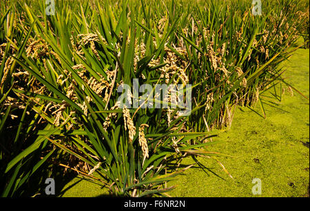 I campi di riso vicino a Poble Nou del Delta. Il delta del fiume Ebro.Tarragona provincia.Catalogna.La spagna. Foto Stock