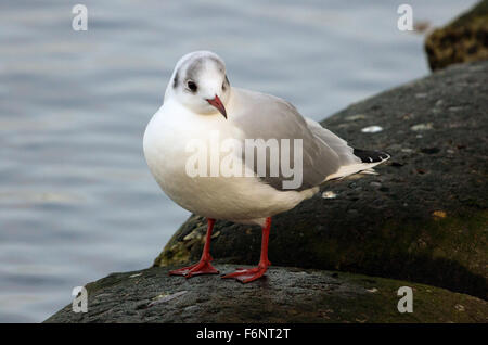 Nero gabbiano con testa Foto Stock