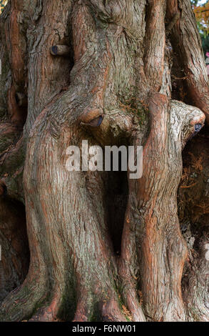 Metasequoia glyptostroboides. Dawn Redwood di corteccia di albero in autunno a RHS Wisley Gardens, Surrey, Inghilterra Foto Stock