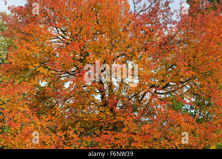 Gomma nera "Wisley falò' albero e colori autunnali a RHS Wisley Gardens, Surrey, Inghilterra Foto Stock