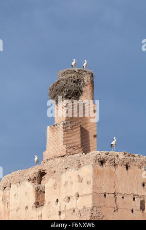 La nidificazione delle cicogne sulle pareti del Palazzo El Badi, Marrakech, Marocco Foto Stock