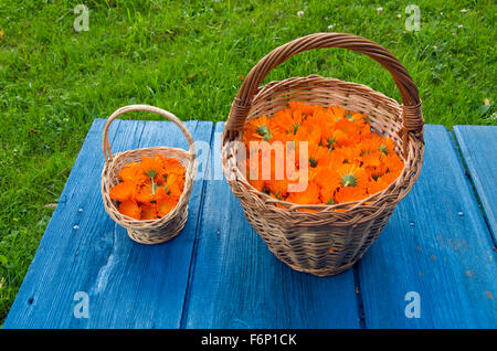 Appena calendula calendula fiori medico in cesti di vimini su blu tavolo in legno Foto Stock