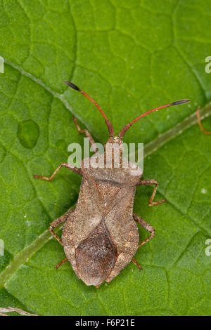 Squash bug, Lederwanze, Saumwanze, Leder-Wanze, Saum-Wanze, Coreus marginatus, Mesocerus marginatus Foto Stock