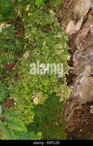 Lungwort, polmone lichen, rovere lungwort, Echte Lungenflechte, Lungen-Flechte, Lobaria pulmonaria, am Stamm eines Baumes Foto Stock