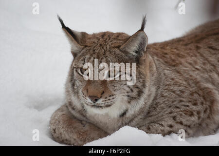 Lince euroasiatica, neve Luchs, Nordluchs, Nord-Luchs, Eurasischer Luchs, inverno, Schnee, Lynx lynx, Felis lynx Lynx, d'Europa Foto Stock