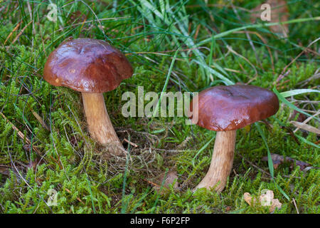 Bay bolete, Maronen-Röhrling, Maronenröhrling, Marone, Röhrling, Boletus badius, Xerocomus badius, Imleria badia Foto Stock