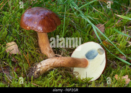 Bay bolete, Maronen-Röhrling, Maronenröhrling, Marone, Röhrling, Boletus badius, Xerocomus badius, Imleria badia Foto Stock