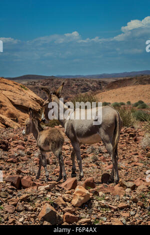 Asino e puledro, Namibia, Africa Foto Stock