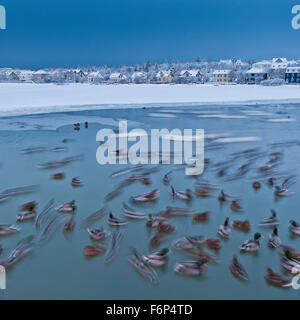 Conseguenze della tempesta di neve. Anatre nuotare nello stagno a Reykjavik, Islanda Foto Stock