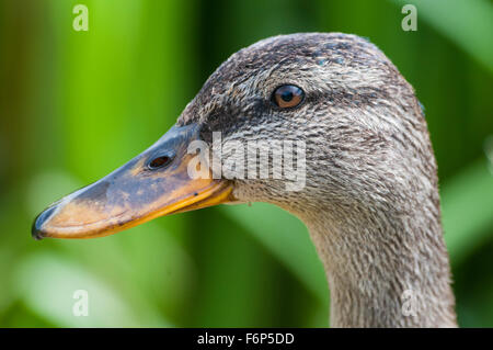 Mallard duck (anas platyrhnchos) Foto Stock