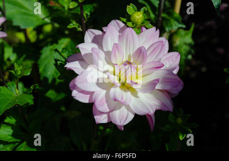 Un bel fiore in famiglia dahlia il nome è oriental dream Foto Stock