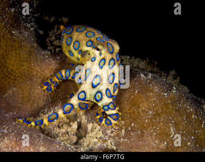 Bella ma mortale blu polpo cerchiati in Borneo Foto Stock