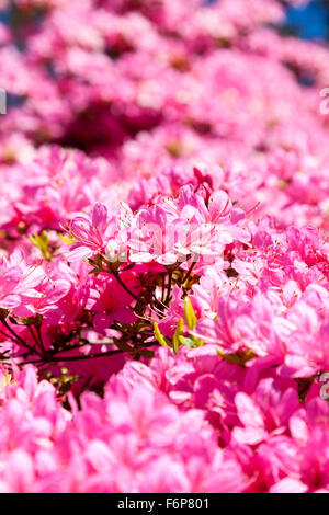 La rosa di fiori di rododendro o hinomayo Azalea 'Hinomayo' Foto Stock