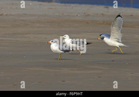 Pallas il gabbiano (Ichthyaetus ichthyaetus) Foto Stock