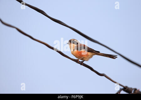 Bay-backed Shrike (Lanius vittatus) Foto Stock