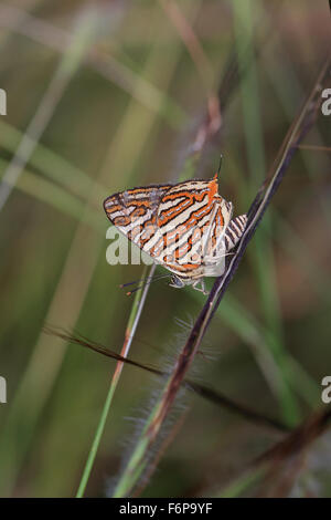 Silverline comune (Spindasis vulcanus) Foto Stock