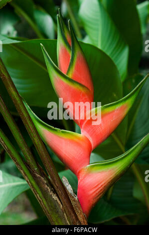 Close up Heliconia stricta, nativo di Brasile, Colombia, Venezuela, Ecuador, Perù, Bolivia, Guyana Suriname Foto Stock