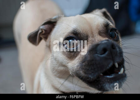 Cane di brocca Foto Stock