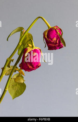 Due rose appassite contro un grigio sfondo blu. Copyspace, closeup, il fuoco selettivo, verticale Foto Stock