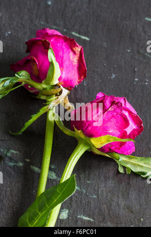 Due appassì rosa rose rosse su sfondo di ardesia. Spazio di copia, close-up, il fuoco selettivo, verticale Foto Stock