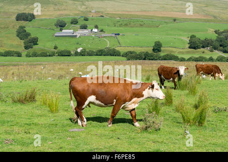 Hereford bovini da carne in pascoli di montagna, Slaidburn, Lancashire, Regno Unito. Foto Stock