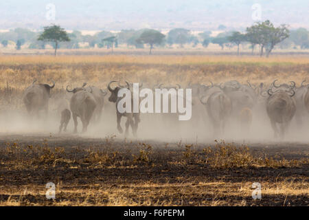 Il bisonte africano stampede via in una nube di polvere, fotografia scattata su safari in Tanzania Foto Stock