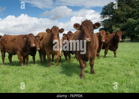 Allevamento di Bestiame Luing sul muschio di parchi a Knowsley, Merseyside, Regno Unito. Foto Stock