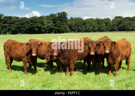 Allevamento di Bestiame Luing sul muschio di parchi a Knowsley, Merseyside, Regno Unito. Foto Stock