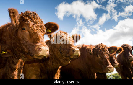 Luing bestiame al pascolo su terreni accidentati pascolo, Knowsley, Merseyside, Regno Unito. Foto Stock