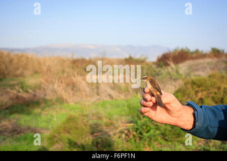 Moustached trillo (Acrocephalus melanopogon) detenute da ornitologo di inanellamento degli uccelli stazione. Agamon hula. La Valle di Hula. Israele. Foto Stock