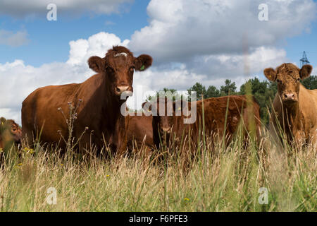 Allevamento di Bestiame Luing sul muschio di parchi a Knowsley, Merseyside, Regno Unito. Foto Stock