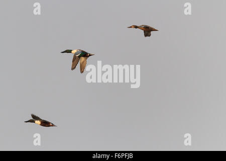 Northern mestolone (spatola clypeata) in volo. Israele. Foto Stock