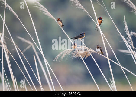 Barn Swallow (Hirundo rustica) gruppo di sottospecie differenti insieme a riposo. Israele. Foto Stock