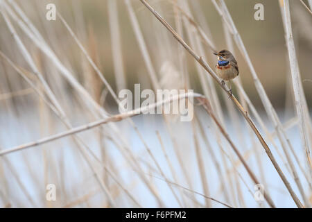 Pettazzurro (Luscinia svecica) maschio appollaiato sul ramo. Israele. Foto Stock